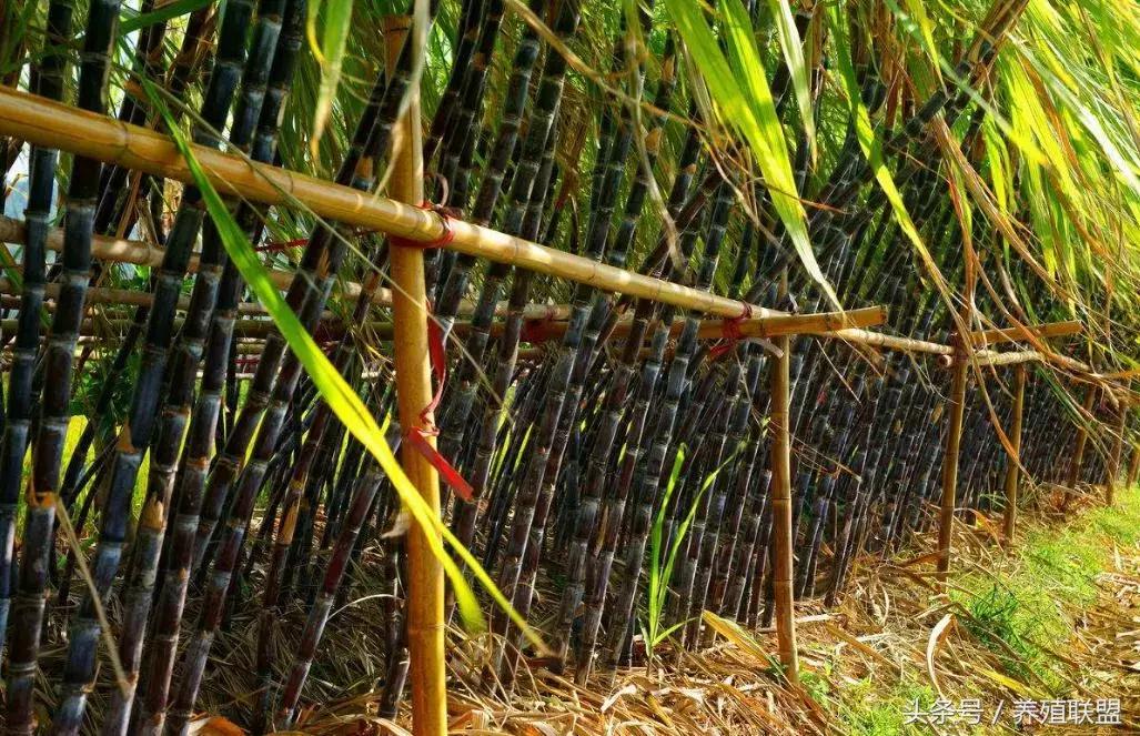 糖价再现4字头，蔗农安好？