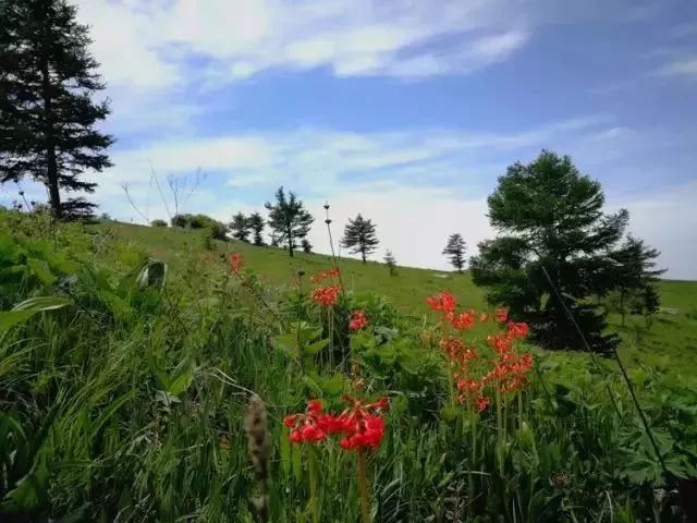 云顶草原花海,驼梁云顶草原风景