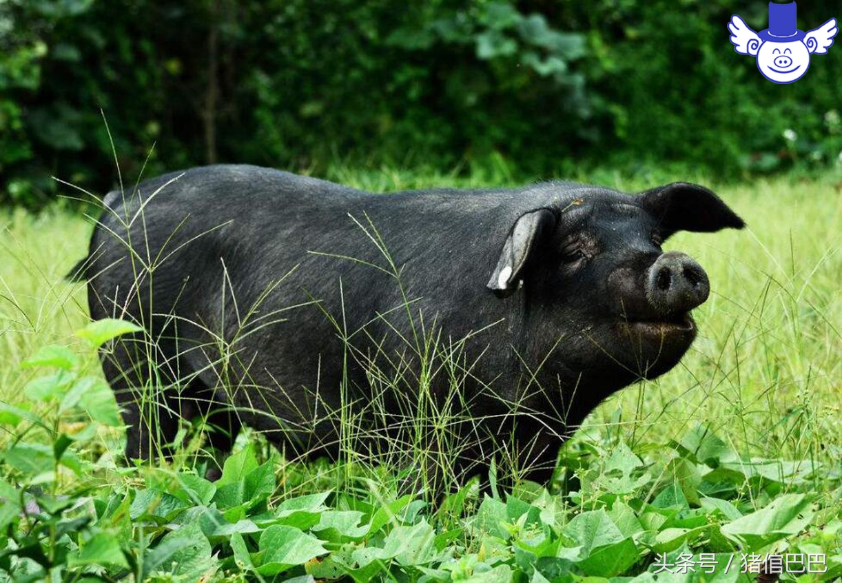 猪失水的危害有哪些,猪缺水5个小时有危害吗