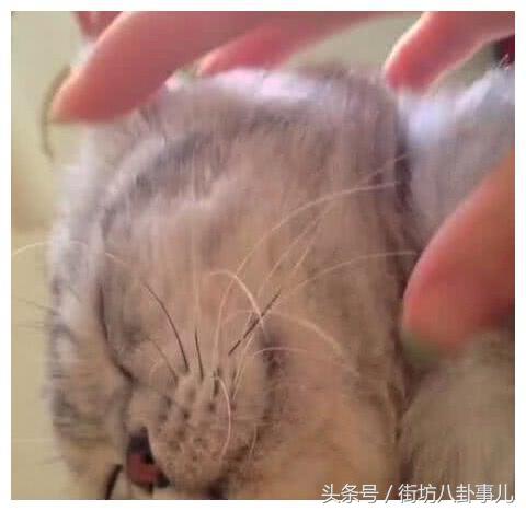 不小心撸掉猫咪的胡子怎么办？主人：悄悄的塞回去，动作要利索