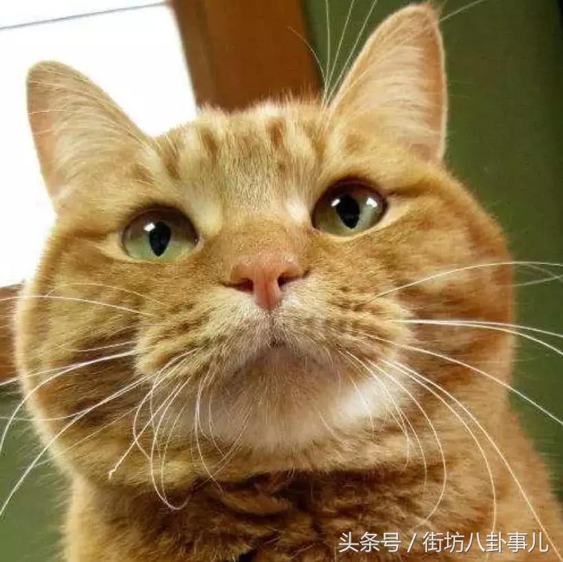 不小心撸掉猫咪的胡子怎么办？主人：悄悄的塞回去，动作要利索