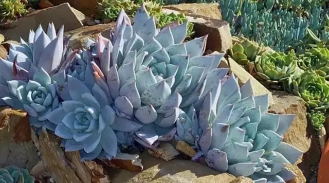 八卦掌多肉怎么浇水,八卦掌内功养生法