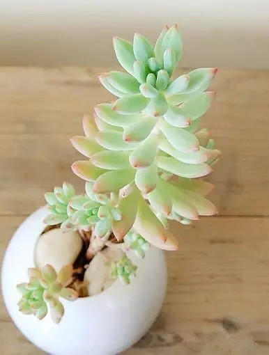 夏日多肉养花技巧图解,十二种招财多肉怎么浇水