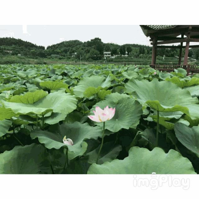 白天“荷李藕遇”嗨翻石佛荷花节晚上逛乐至烤肉节看精彩世界杯