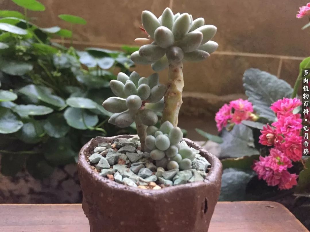 新手入坑必养多肉,刚入坑的多肉怎么养