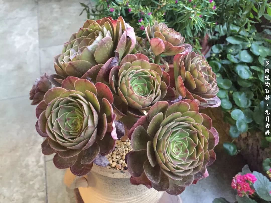 新手入坑必养多肉,刚入坑的多肉怎么养