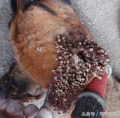 牛被蜱虫咬后怎么治疗,很小的牛蜱虫咬人拔了之后怎么办