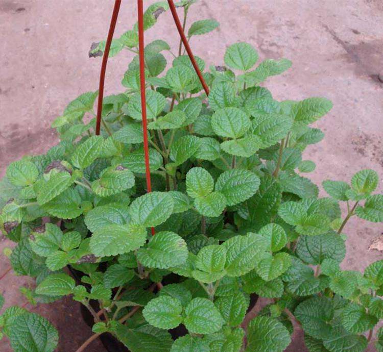 除甲醛盆栽推荐一下,甲醛盆栽哪个效果最好还好养活