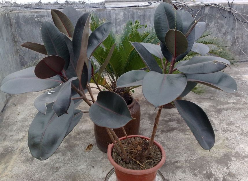 除甲醛盆栽推荐一下,甲醛盆栽哪个效果最好还好养活