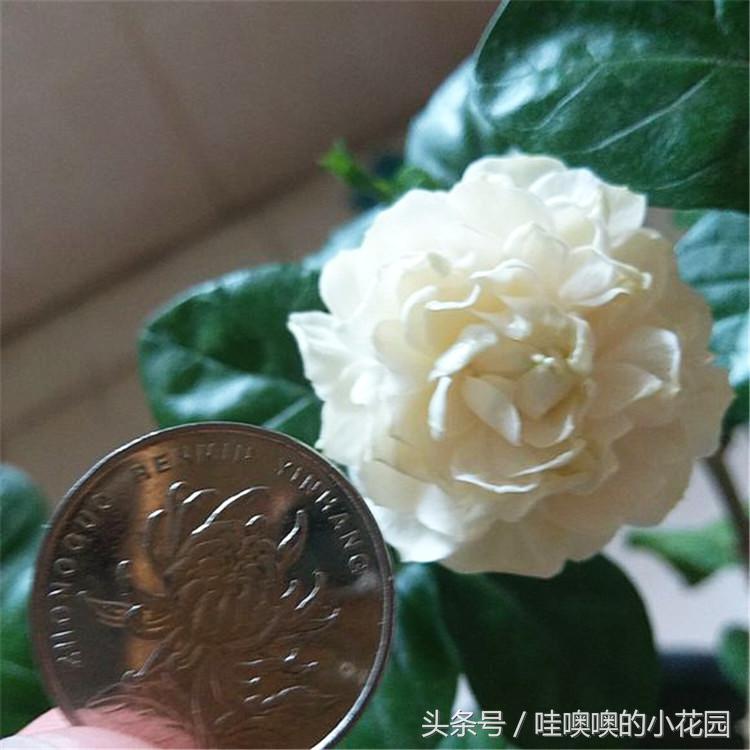 茉莉叶片发蔫卷曲怎么回事,茉莉新长的叶片卷边怎么办