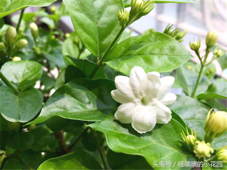 茉莉叶片发蔫卷曲怎么回事,茉莉新长的叶片卷边怎么办