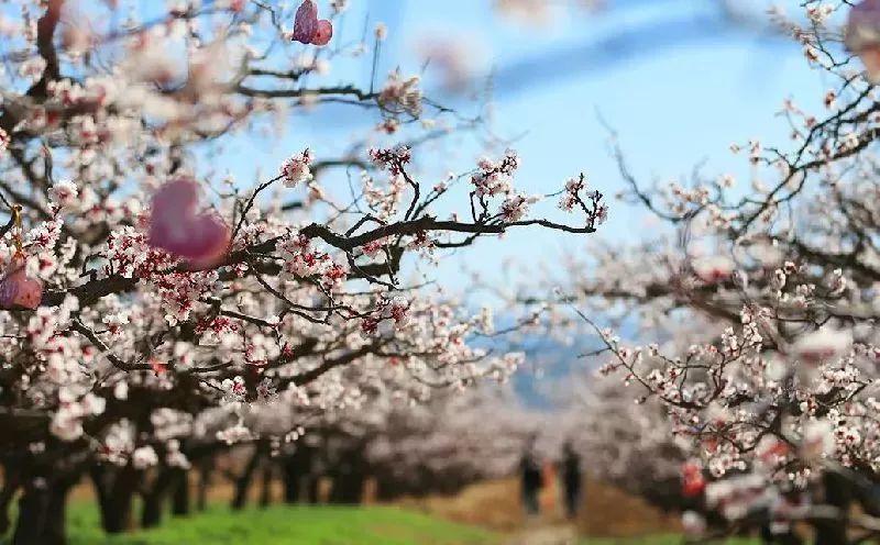 「诗词原创」褚乃艳｜莫道君心无所住红尘洗却看沉浮