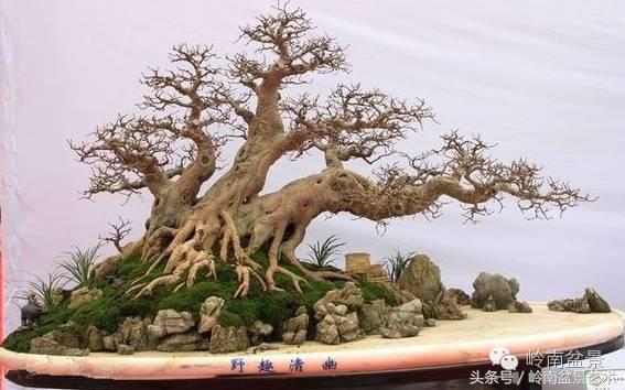 地瓜榕盆景的修剪技巧,金豆盆景修剪视频大全