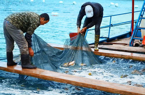 海鱼肉质鲜美，营养价值也高的10种鱼，你吃过几种？