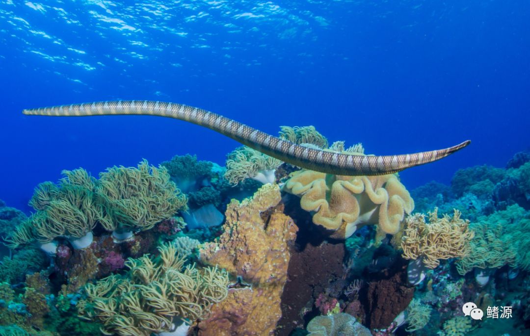 FIFISH全球极境实拍之旅｜走近印尼野性海蛇岛