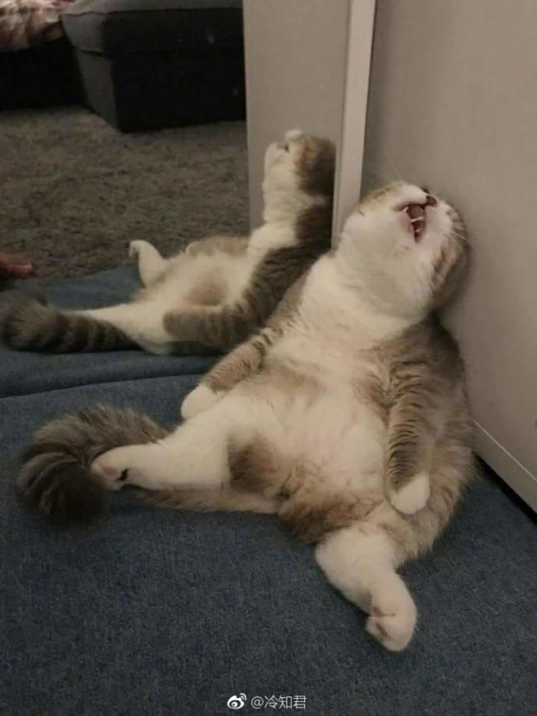 足球反向买别墅靠大海搞笑视频,足球反着买的搞笑图片