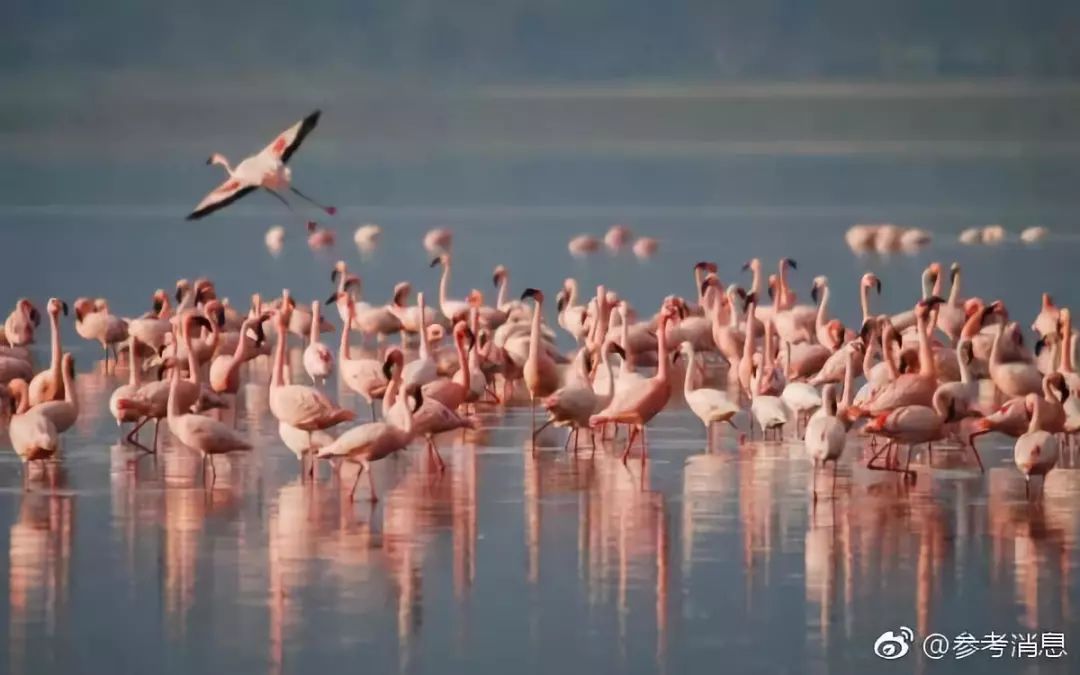 向日葵花盘能治疗痛风吗,向日葵花盘煮水治痛风是真的吗