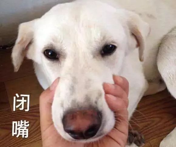 新手养狗要知道的狗狗求救信号,狗狗刚到新家一直叫怎么办