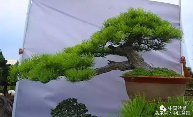 王恒亮获奖作品《虬龙出世》赏析