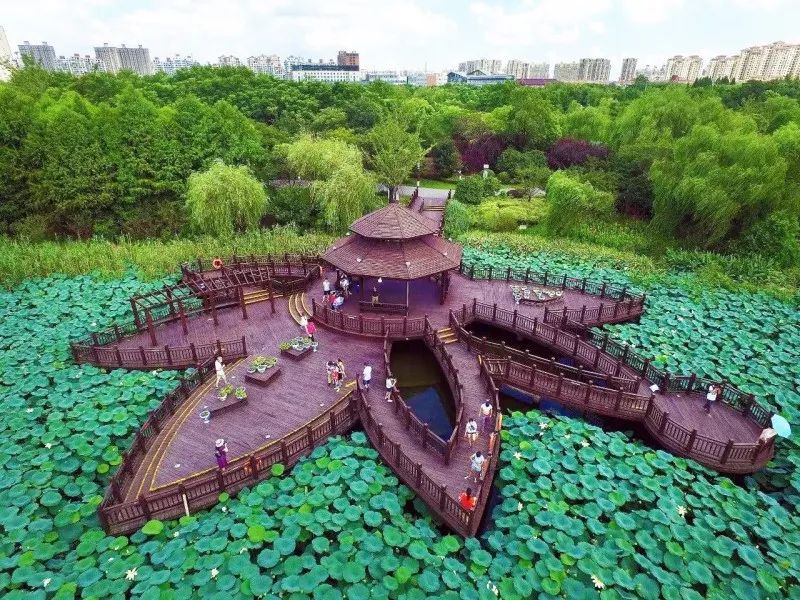 上海观景赏荷,7月赏荷花好去处