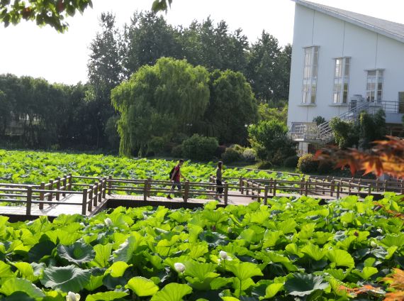 上海观景赏荷,7月赏荷花好去处