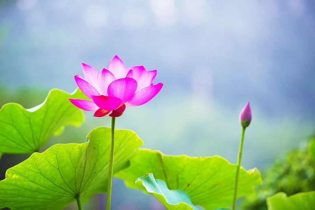 上海观景赏荷,7月赏荷花好去处