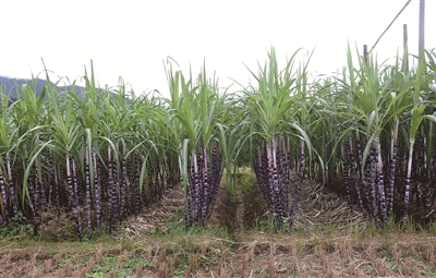 世界杯足球材质,世界杯足球的制作材料