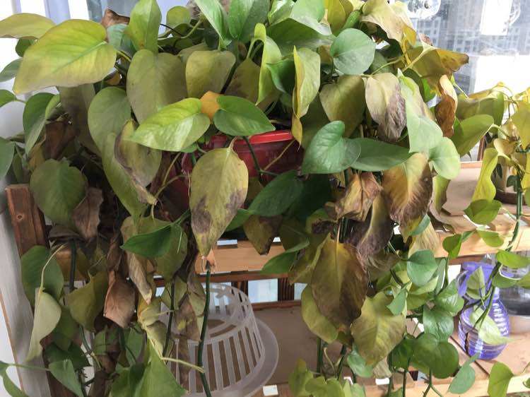 绿萝吊兰黄叶怎么处理,绿萝吊兰黄了