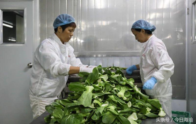 全国唯一！海沧这个地方生产的蔬菜，“洗澡”以后就能直接下锅