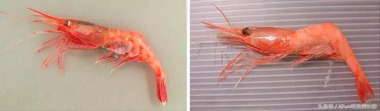 变性虾疯产蓝卵，日式小清新般的口感！