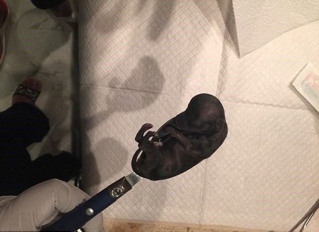 世界上被克隆最多次数的吉娃娃“神奇米莉”被科学家复制49次