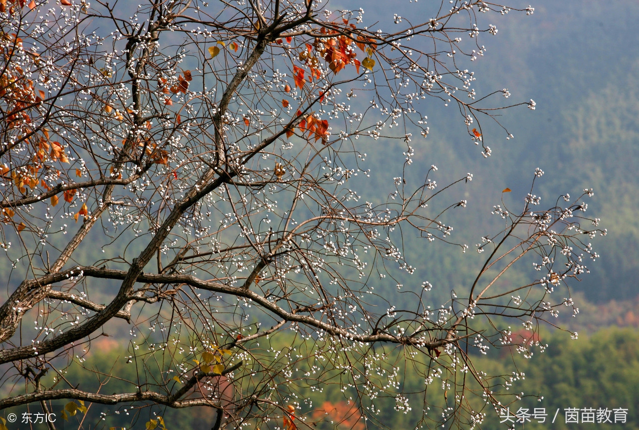 三年级学小古文太迟了吗,三年级要不要提前学小古文