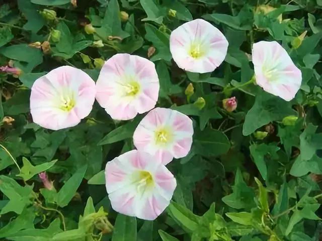 防除农田杂草用什么药,防除麦田杂草用哪些药