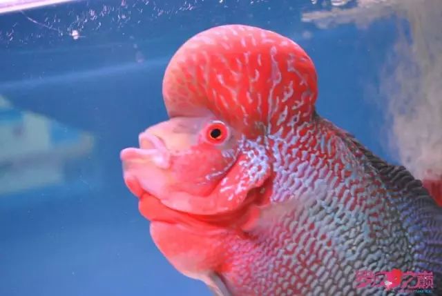 小罗烧牛筋,小罗烧鱿鱼