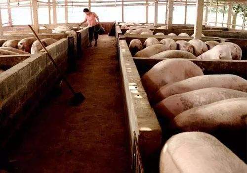 农民养猪是违法的吗,农民搞养殖还能赚钱吗