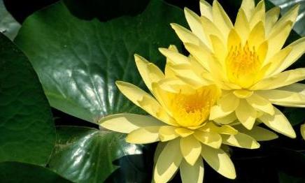 睡莲开花和没开花的样子,睡莲种子种的睡莲什么时候能开花