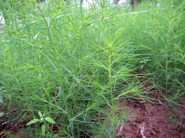 野菜降血压功效有哪些,有降血压功效的野菜