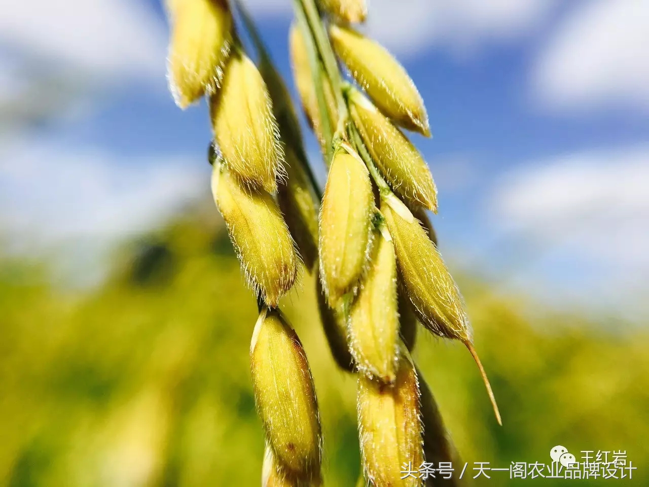 五常稻花香怎么辨别真假,五常稻花香2号怎么辨别真假