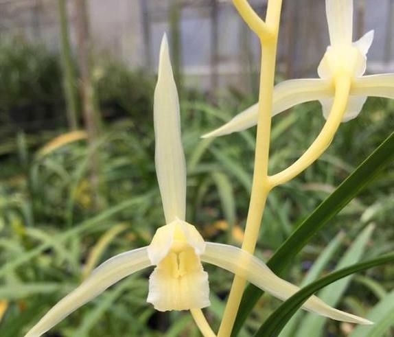 寒兰是十大名贵花吗,什么品种寒兰花香而好养