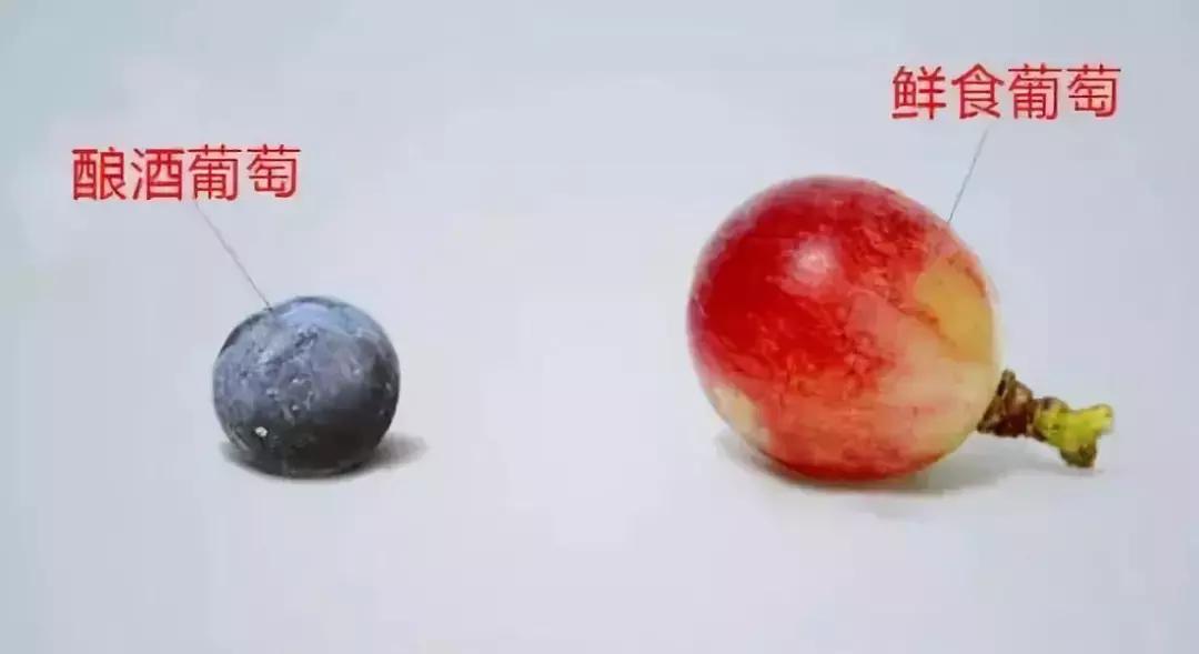 酿酒葡萄怎么吃,酿酒葡萄品种能吃吗