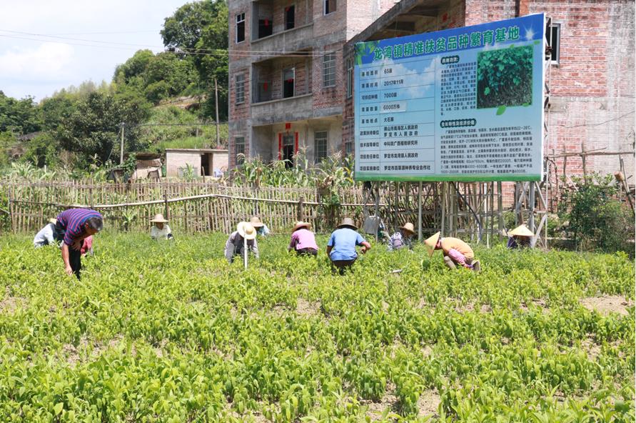 云浮打造特色乡村振兴项目,阳江云浮乡村振兴