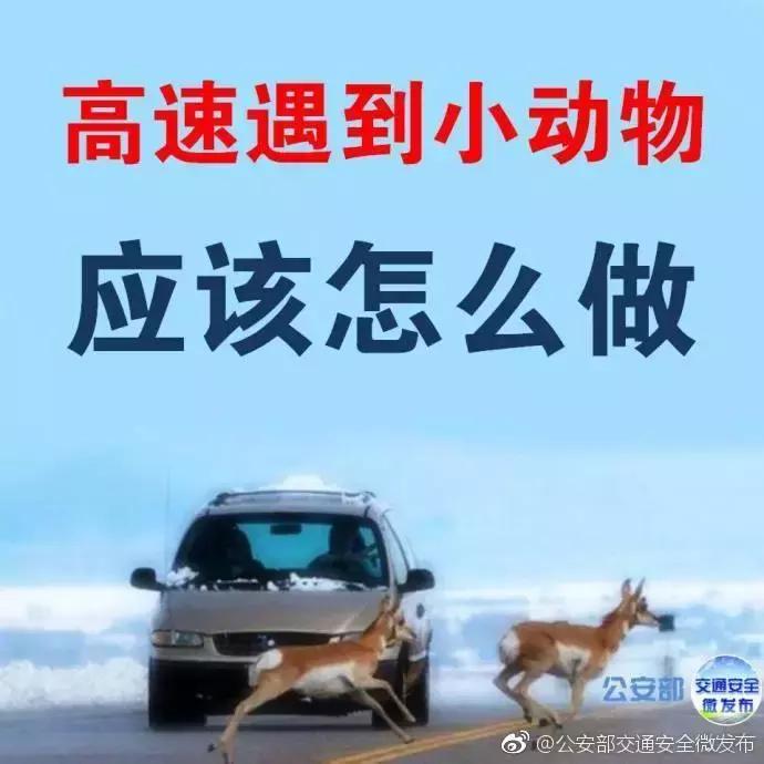 开车在路上遇到小动物怎么办,高速遇到小动物