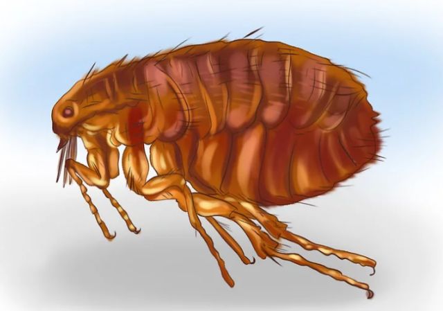 猫不吃体内驱虫药怎么办,猫驱虫多久一次体内体外