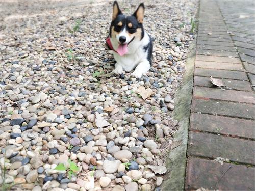 怎么挑选好坏的狗粮图片,怎么挑选狗粮最靠谱