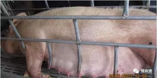 母猪临产前的症状及护理仔猪方法,母猪分娩后如何降低仔猪死亡