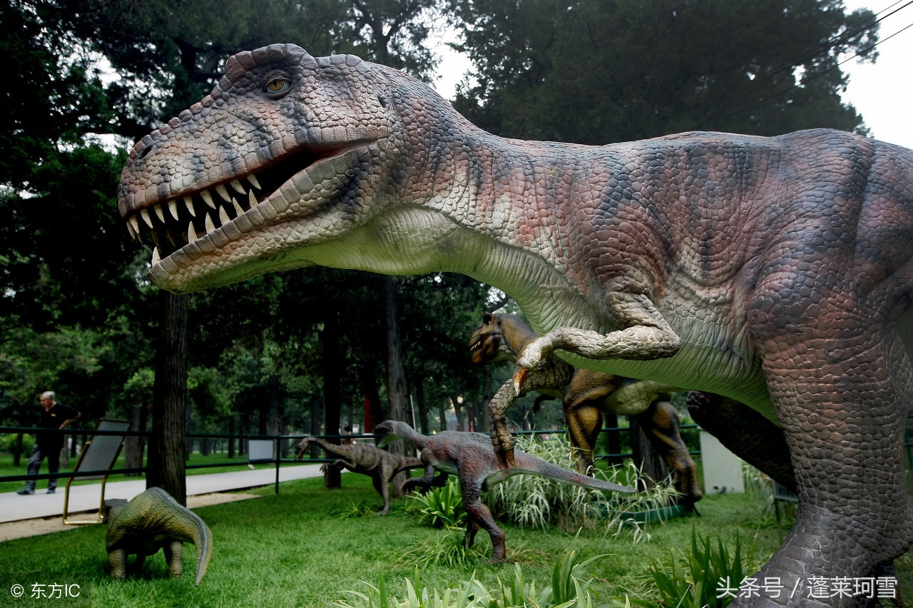 自贡恐龙博物馆展示是真恐龙吗,自贡恐龙博物馆可以现场购票吗
