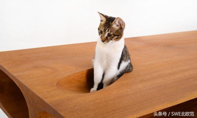 撸猫真的太快乐了,撸猫算是成功了吧