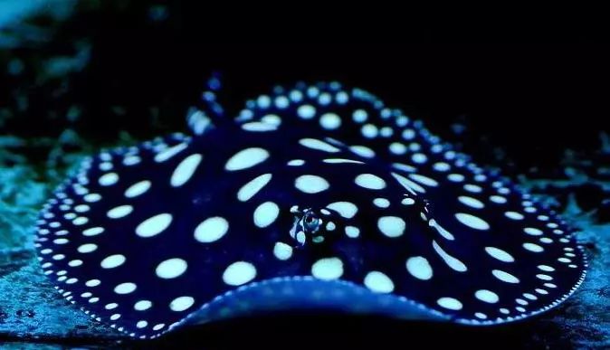 魟鱼入缸不开口,搞懂魟鱼入缸的所有事项