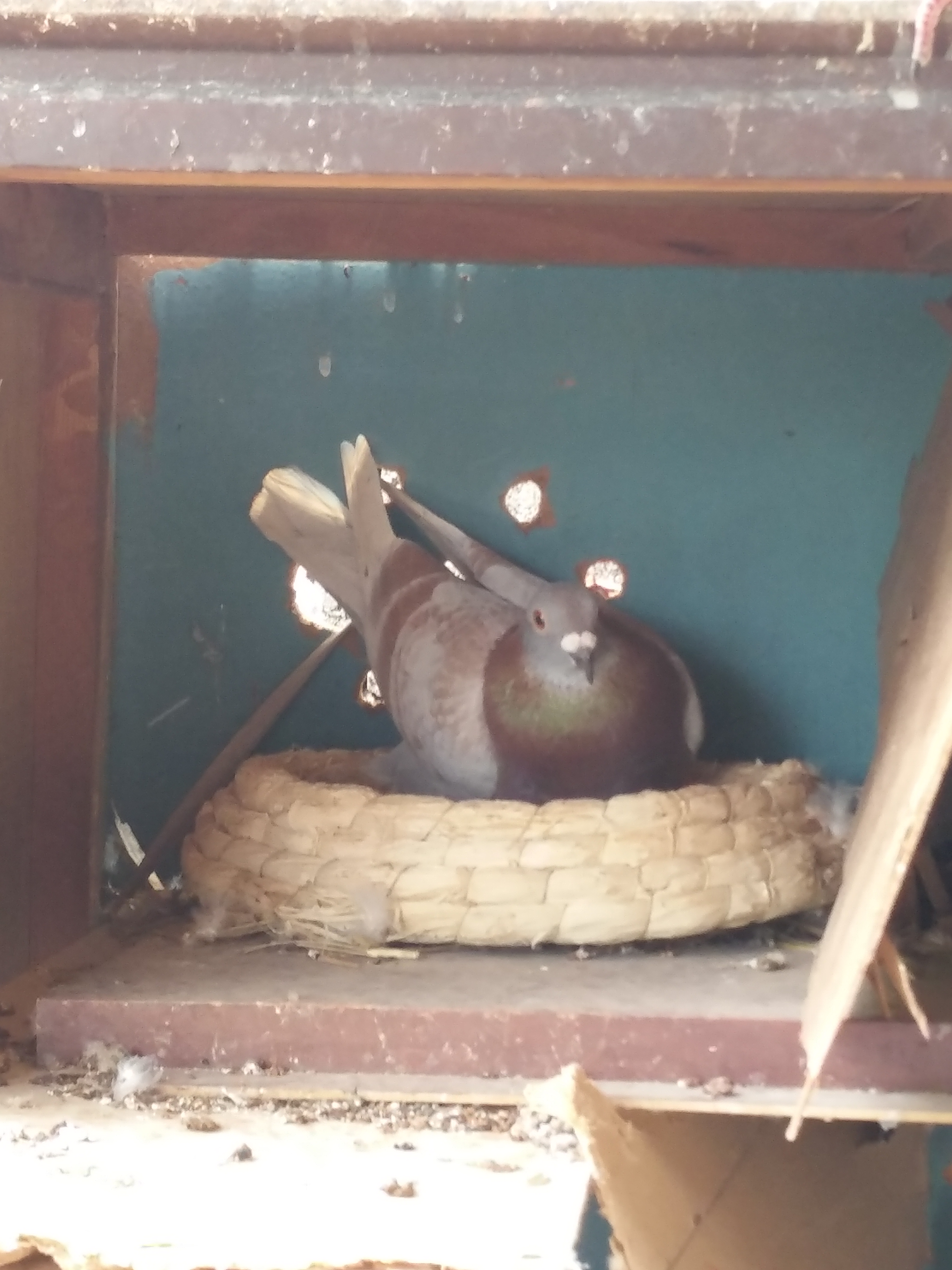 如何控制赛鸽产蛋,信鸽怎么养产蛋才能提高