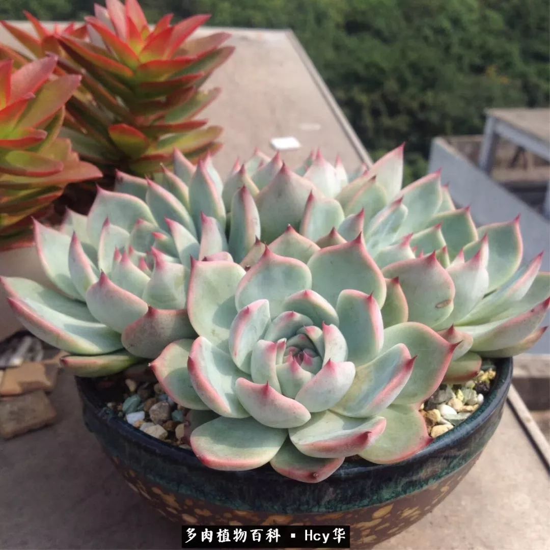 吉娃娃多肉高清图片,吉娃娃图片多肉